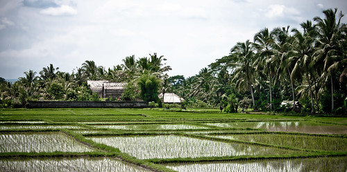 rice paddies-5