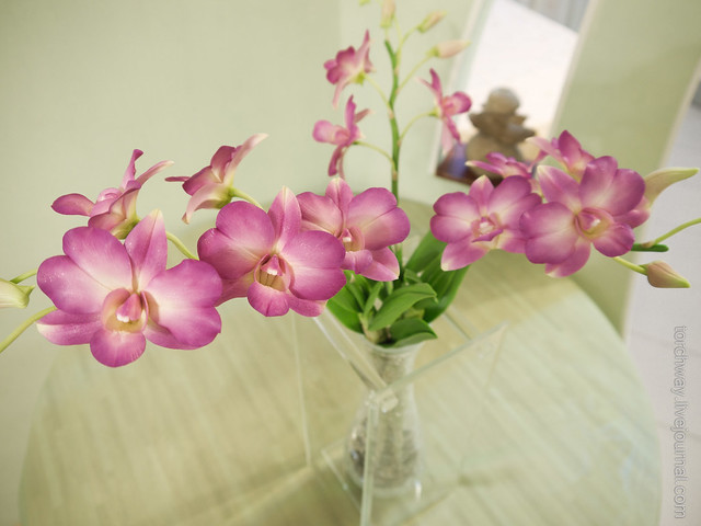 Орхидеи Dendrobium OrchidDendrobium-9.jpg