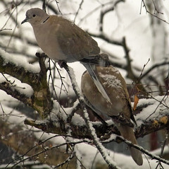 Collared Doves in snowy branches