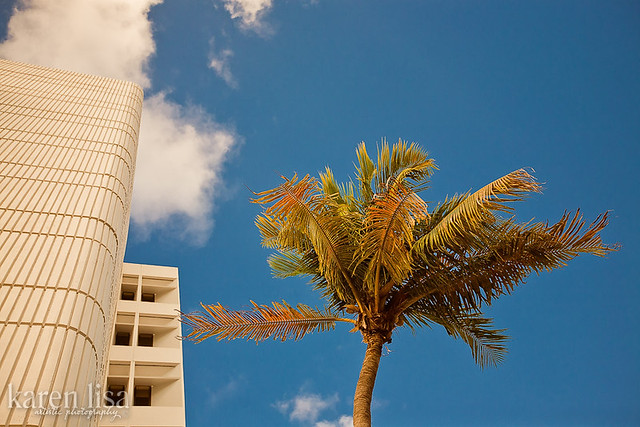 South Beach Palm Tree