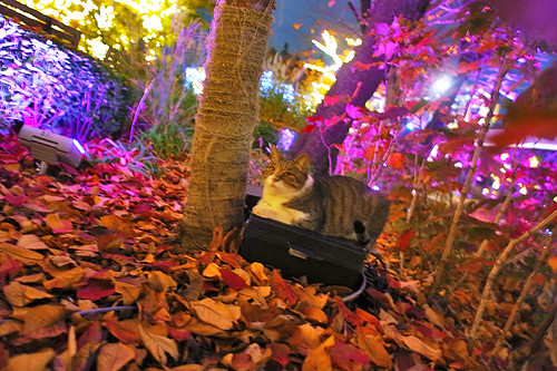 cat & colored leaves & illumination