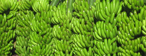 Verde intenso del plátano