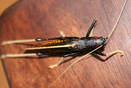 BLACK unknown grasshopper