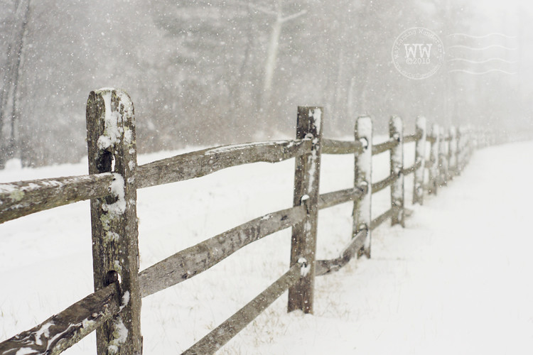 Wintry Fence