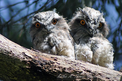 Tawny Frogmouth youngsters