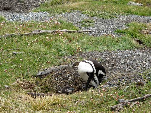 Penguin Nest on the Beagle Channel - Tierra del Fuego, Argentina