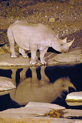 Black Rhino Reflection