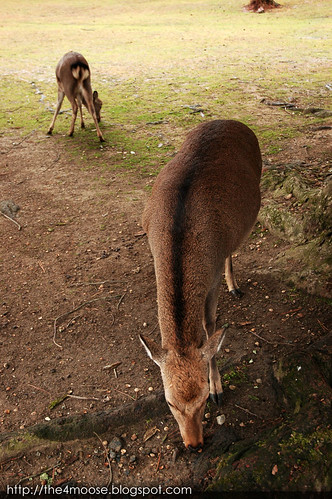 Nara 奈良 - Nara Deer