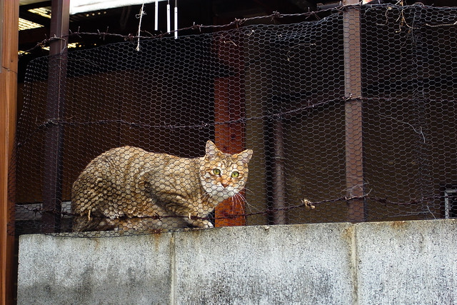 Today's Cat@2011-05-04