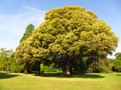 Holm Oak, Kew Gardens