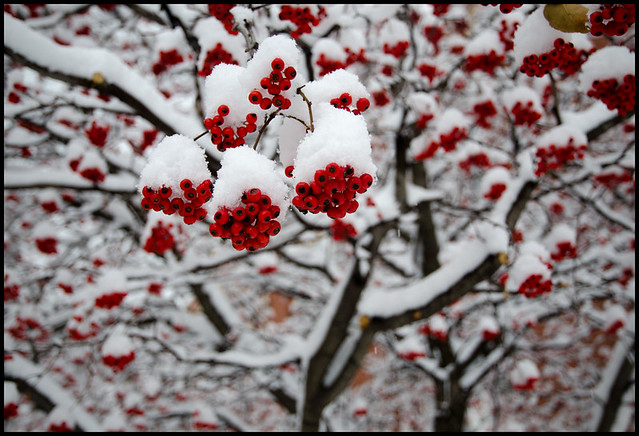 winterberryscape