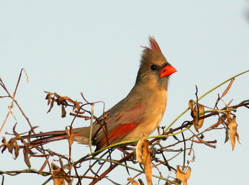 Northern Cardinal female 20101223
