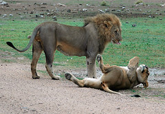 Lion & Lioness Relaxing 1