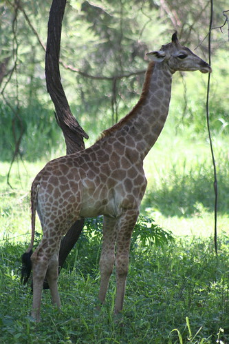 Baby Girafa!