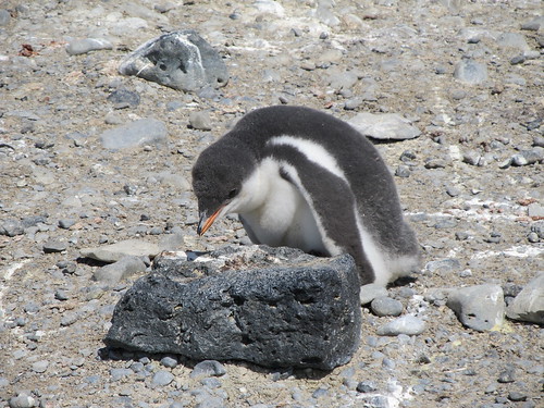 Gentoo Penguin Chick by jdf_927