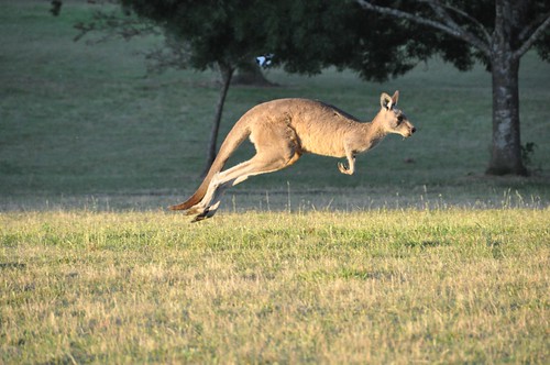 Kangaroo in Flight