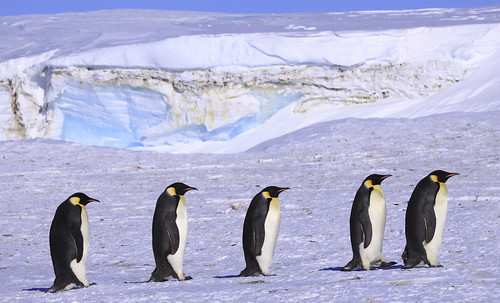  フリー写真素材, 動物, 鳥類, ペンギン科, コウテイペンギン・皇帝ペンギン,  