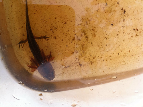 spotted salamander larvae