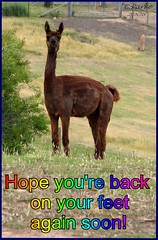 Get Well- Alpaca: Hope you're back on your feet