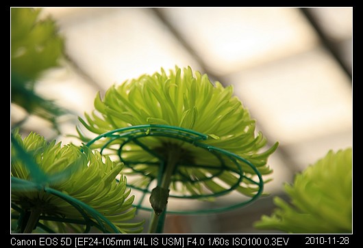 20101128F50綠絲菊