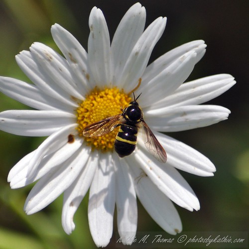 shiny bug on daisy