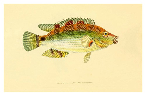 011-The natural history of British fishes 1802-Edward Donovan