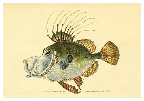 004-The natural history of British fishes 1802-Edward Donovan