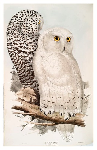 018-Buho de las nieves- The birds of Europe Tomo I-1837- John Gould
