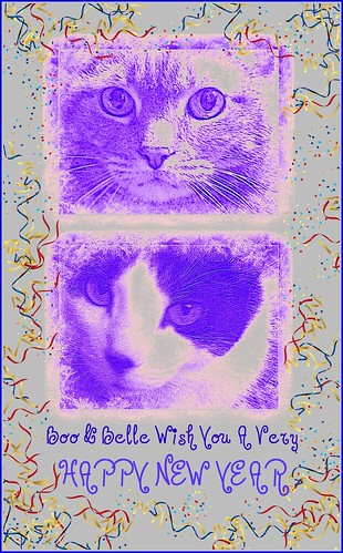 Cats New Year card