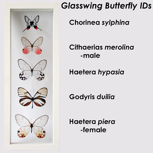 Real Framed Glasswing Butterfly Collection