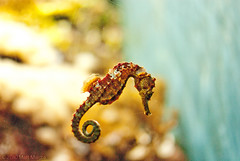 George the seahorse