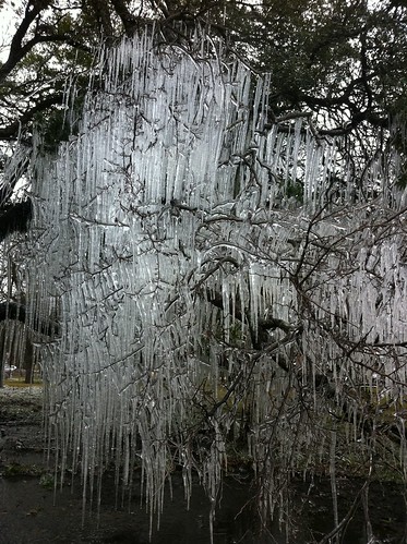 Ice in the trees in Sunset Valley