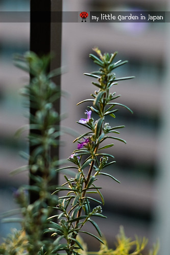 rosemary-blooming-in-winter
