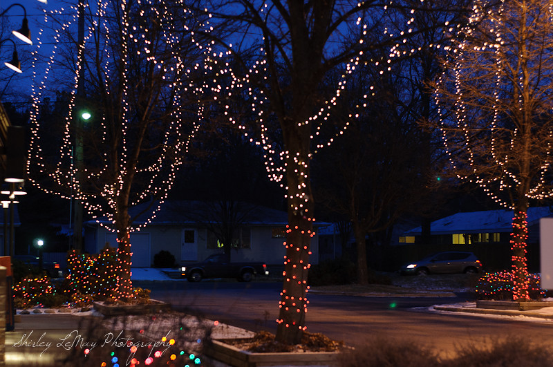 Christmas Lights in January