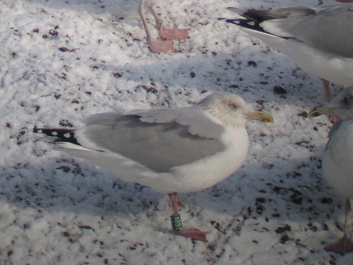 Herring Gull - GREEN [AB97] / white