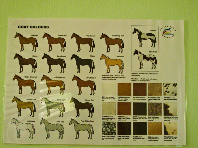 IMG_0104 Horse Breed Poster ,Perak Turf Club