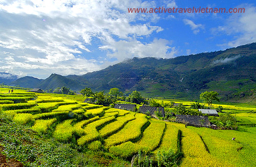 The terraced fields in Sa Pa