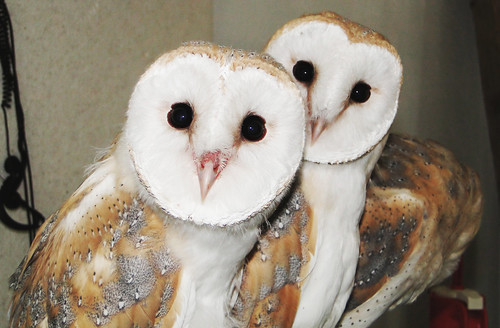 barn owl couple