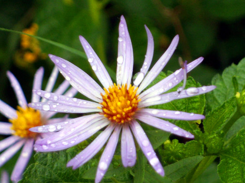 aster4