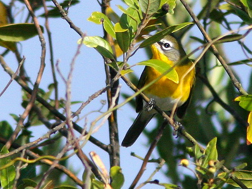 Yellow-breasted Chat 20101231