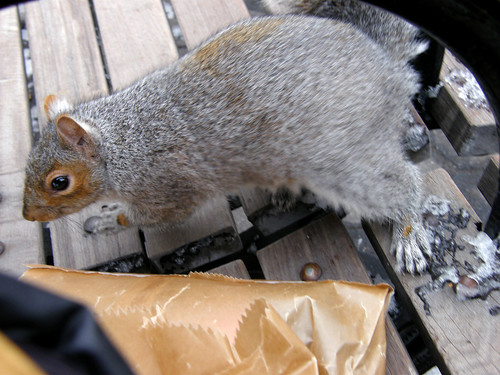 Squirrel attack 2
