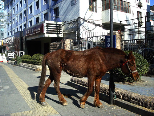 Horse in Chaowai