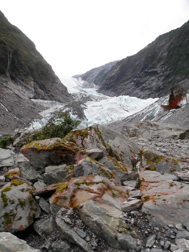 P1043842-West coast-Glaciers-envol de kea
