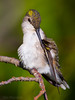 Hummingbird Preene