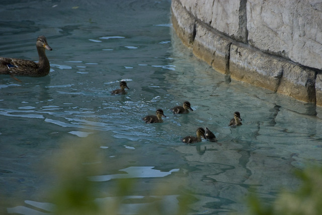 D2 bellagio duck family 2