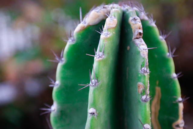 macro cactus