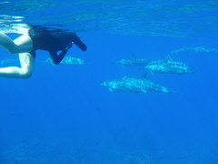 ハワイ島イルカと泳ぐツアー