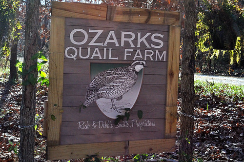 Ozarks Quail Farm