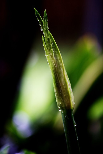 2010-12-05 9-25-09 AM - IMG_0419_3 Rain-drops on lily bud