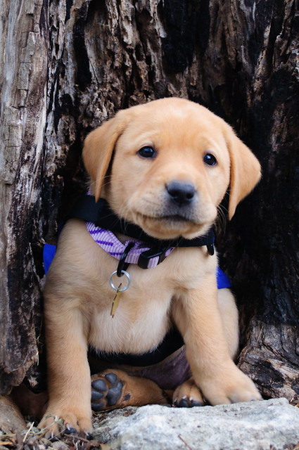 one of the puppies sitting inside of half a stump with her puppy jacket on.